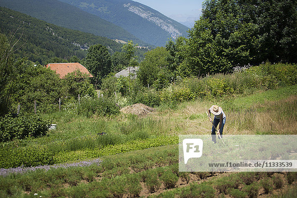 Reportage über Kräutersammler in der Bauges-Gebirgskette in Savoyen  Frankreich. Sie bauen biologische Aroma- und Heilpflanzen an und verkaufen sie.