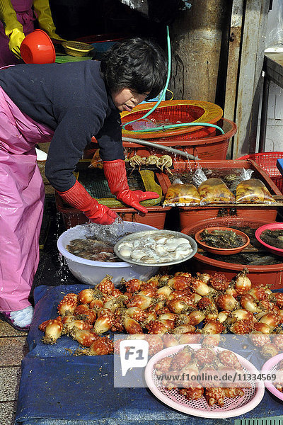 South Korea  Busan  fish market