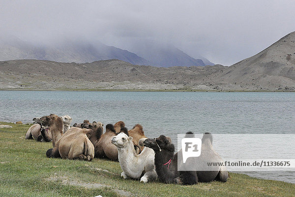 China  Xinjiang  Karakulsee  Kamele