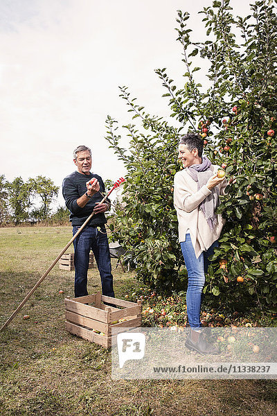 Glückliches Paar pflückt Äpfel vom Baum im Obstgarten