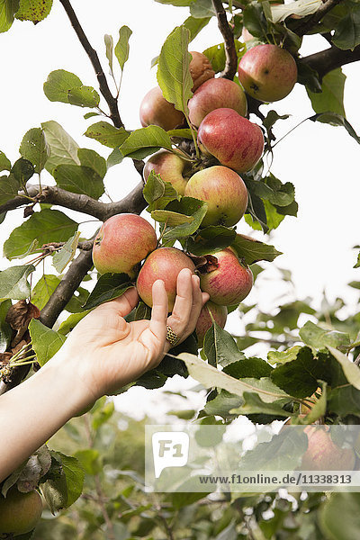 Abgeschnittene Hand der Frau die im Obstgarten Apfel vom Baum pflückt.