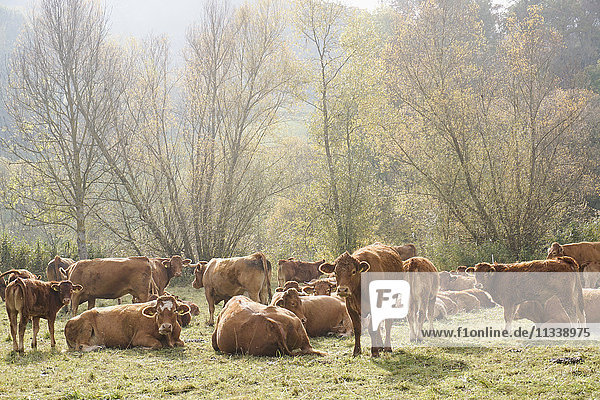 Kühe mit Kälbern auf dem Feld bei Sonnenschein