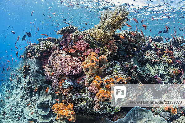 Eine Fülle von Hart- und Weichkorallen sowie Rifffischen unter Wasser bei Batu Bolong  Komodo-Nationalpark  Flores-Meer  Indonesien  Südostasien  Asien