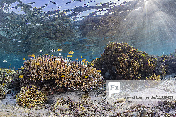 Eine Fülle von Hart- und Weichkorallen auf der Insel Sebayur  Komodo-Nationalpark  Flores-Meer  Indonesien  Südostasien  Asien