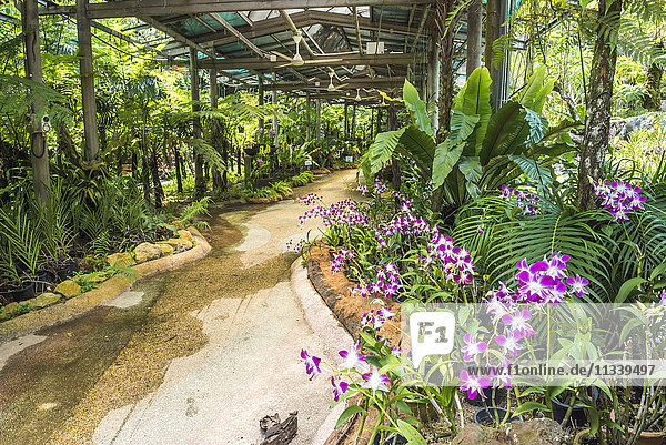 Orchid garden  Perdana Botanical Garden  Tun Abdul Razak Heritage Park  Kuala Lumpur  Malaysia  Southeast Asia  Asia
