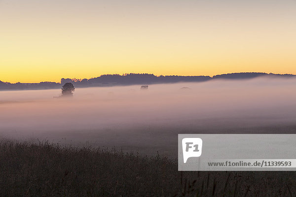 Early morning fog  landscape near Bad Buchau  Upper Swabia  Baden-Wurttemberg  Germany  Europe
