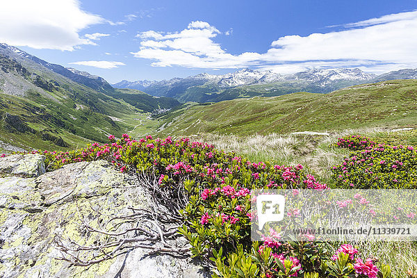 Rhododendren umrahmen die grüne Alpenlandschaft  Montespluga  Chiavenna-Tal  Provinz Sondrio  Valtellina  Lombardei  Italien  Europa