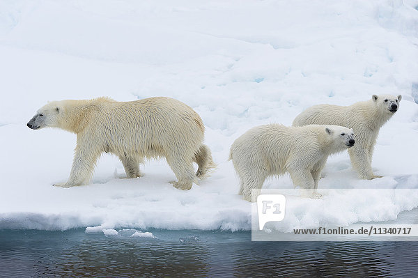 Mother polar bear (Ursus maritimus) with two cubs on the edge of a melting ice floe  Spitsbergen Island  Svalbard archipelago  Arctic  Norway  Scandinavia  Europe