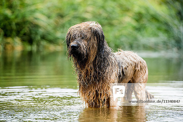 A briard dog  wading in water  England  United Kingdom  Europe