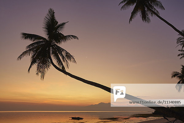 Silhouette von Kokospalmen in der Abenddämmerung am Strand von Paliton  Siquijor  Philippinen  Südostasien  Asien