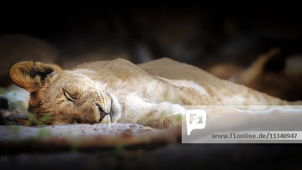 Schlafendes Löwenjunges  Chobe-Nationalpark  Botsuana  Afrika