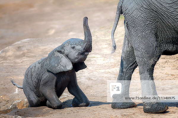 Elefantenkalb klettert aus dem Wasserloch im Hwange-Nationalpark  Simbabwe  Afrika