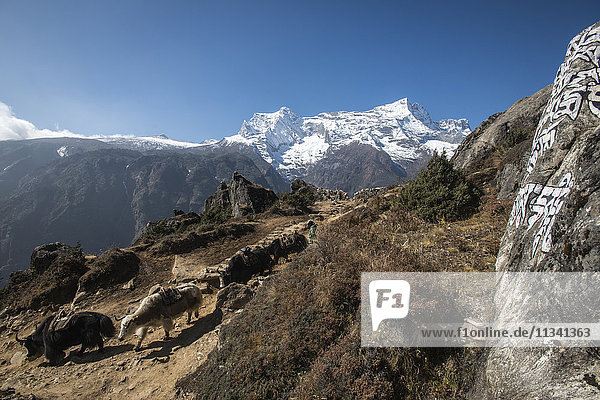Yaks make their way down from Everest Base Camp to collect more supplies  with Kongde the peak in the distance  Nepal  Himalayas  Asia