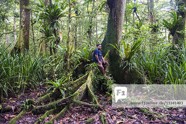 Mann sitzend im Yela Ka Waldschutzgebiet mit Ka-Bäumen (Terminalia carolinensis) im Yela-Tal  Kosrae  Föderierte Staaten von Mikronesien  Südpazifik