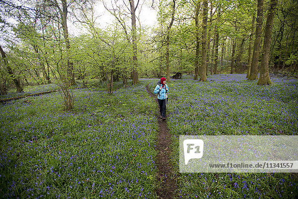 A woman walks through a forest surrounded by bluebells near Grasmere  Lake District  Cumbria  England  United Kingdom  Europe