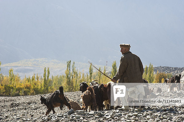 Ein Schafhirte im abgelegenen Bagrot-Tal  Gilgit-Baltistan  Pakistan  Asien