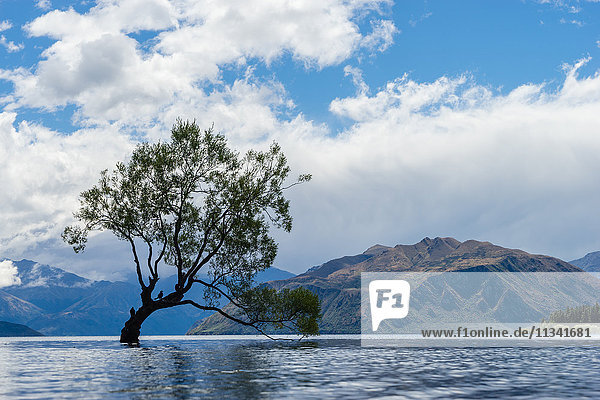 A lonely tree is silhouetted in a lake in the mountains  Wanaka  Otago  South Island  New Zealand  Pacific