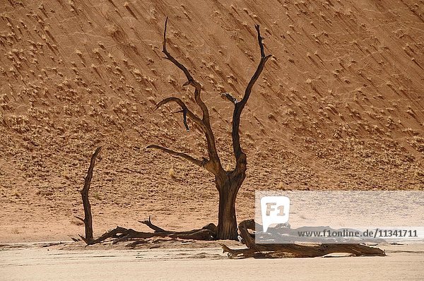 Skelettbäume  Sossusvlei (Tal des Todes)  Namibia  Afrika