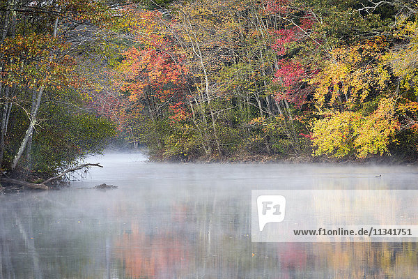 Morgennebel und Herbstfarben  Fluss Pemigewasset  New Hampshire  Neuengland  Vereinigte Staaten von Amerika  Nordamerika