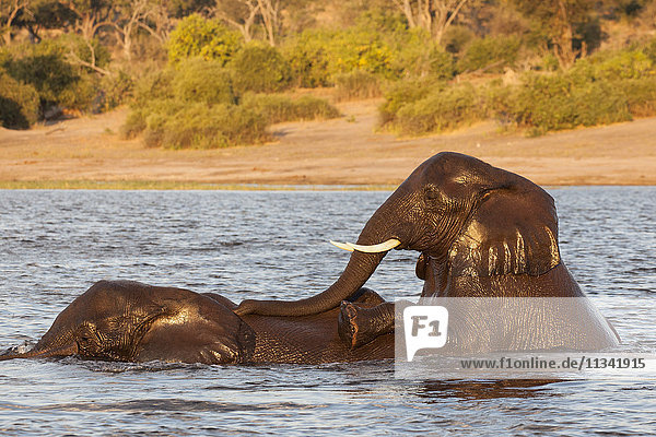 Afrikanischer Elefant (Loxodonta africana) beim Spielen im Fluss  Chobe River  Botswana  Afrika