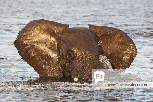 Afrikanischer Elefant (Loxodonta africana) im Wasser  Chobe-Fluss  Botsuana  Afrika