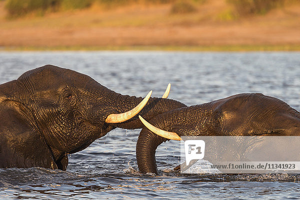 Afrikanischer Elefant (Loxodonta africana) im Spielkampf  Chobe-Fluss  Botsuana  Afrika