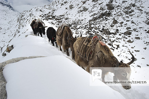 Yaks  die Lasttiere im Himalaya  auf dem Weg zum Everest Base Camp  Khumbu-Region  Nepal  Asien