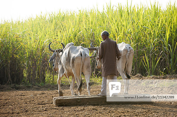 Ein Mann arbeitet mit einem traditionellen Pflug  der von Kühen gezogen wird  umgeben von Zuckerrohrfeldern in Uttarakhand (Uttaranchal)  Indien  Asien