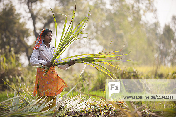 Eine Frau erntet Zuckerrohr  Uttarakhand (Uttaranchal)  Indien  Asien