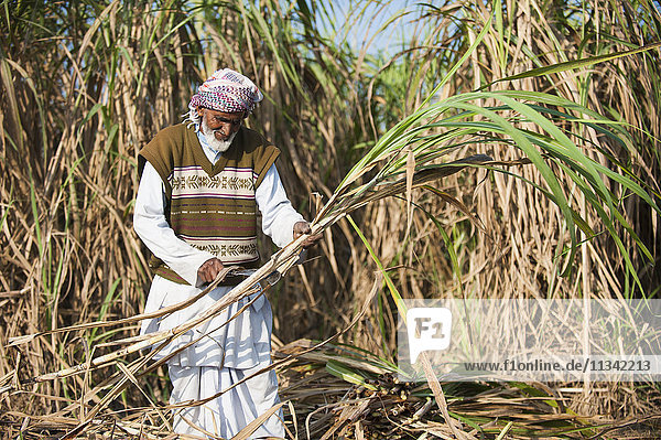 Ein Mann schneidet die überschüssigen Blätter von einem Bündel Zuckerrohr ab  Uttarakhand (Uttaranchal)  Indien  Asien