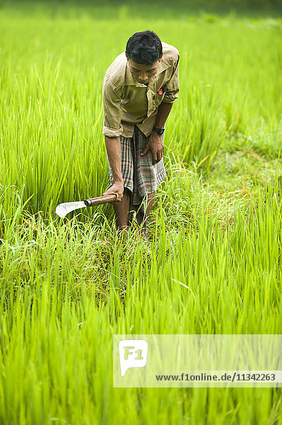 Ein Mann entfernt Gras von den Reisfeldern  Chittagong Hill Tracts  Bangladesch  Asien