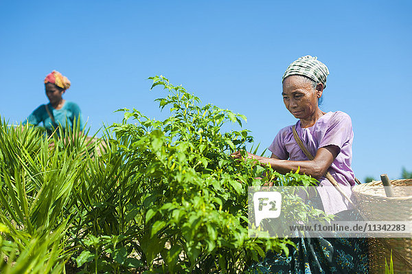 Eine Frau sammelt Chilis in den Chittagong Hill Tracts  Bangladesch  Asien