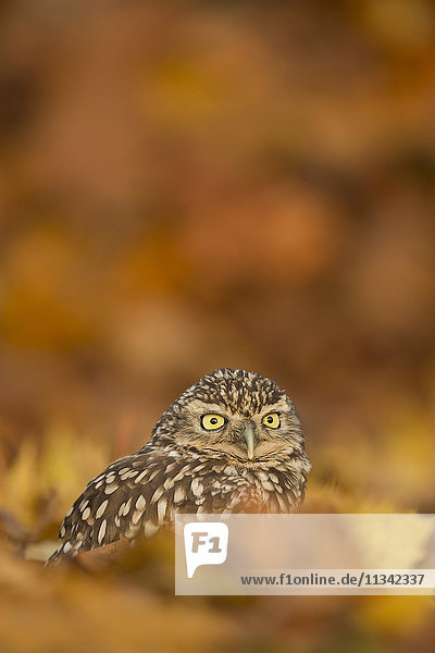 Burrowing owl (Athene cunicularia)  among autumn foliage  United Kingdom  Europe