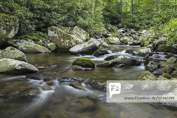 Gebirgsbach  der durch dichte Wälder in der Nähe des Appalachian Trail fließt  North Carolina  Vereinigte Staaten von Amerika  Nordamerika