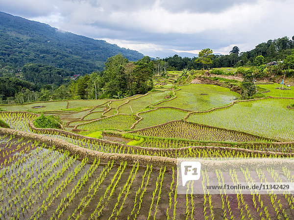 Reisfelder in Tana Toraja  Sulawesi  Indonesien  Südostasien  Asien