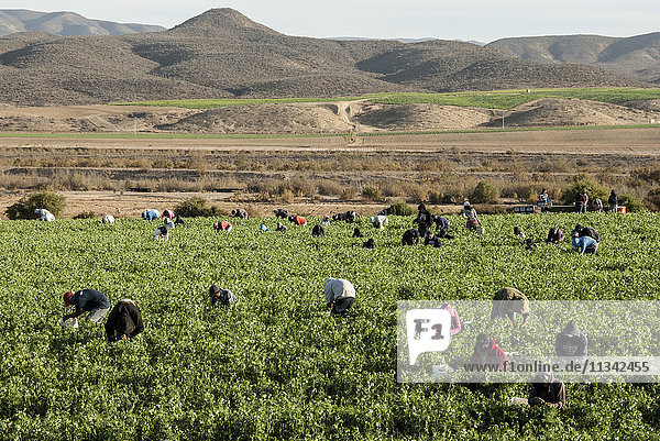 Bohnenpflücken  El Rosario  Baja California  Mexiko  Nordamerika