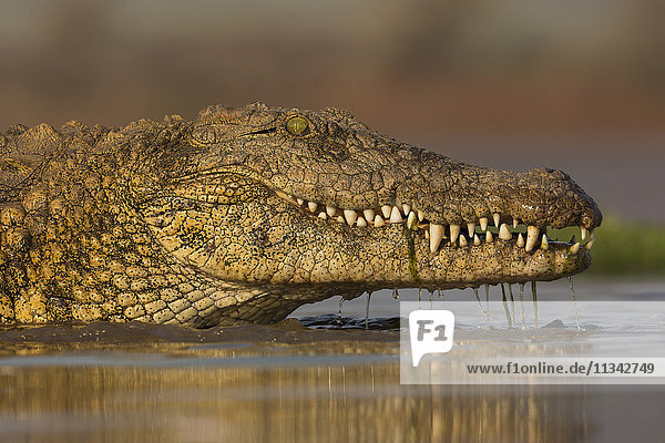 Nile crocodile (Crocodylus niloticus)  Zimanga private game reserve  KwaZulu-Natal  South Africa  Africa