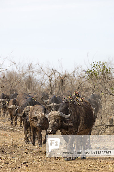 Kaffernbüffelherde (Syncerus caffer)  Krüger-Nationalpark  Südafrika  Afrika