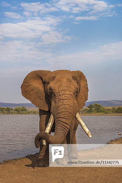 Elefant (Loxodonta africana)  der seinen Rüssel auf seinem Stoßzahn ruhen lässt  Zimanga-Wildreservat  KwaZulu-Natal  Südafrika  Afrika