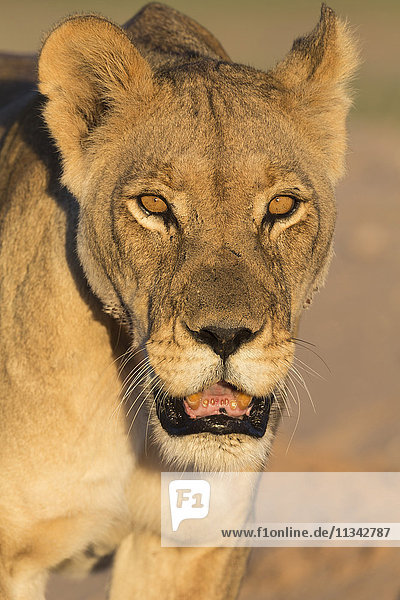 Lioness (Panthera leo) in the Kalahari Kgalagadi Transfrontier Park Northern Cape South Africa Africa