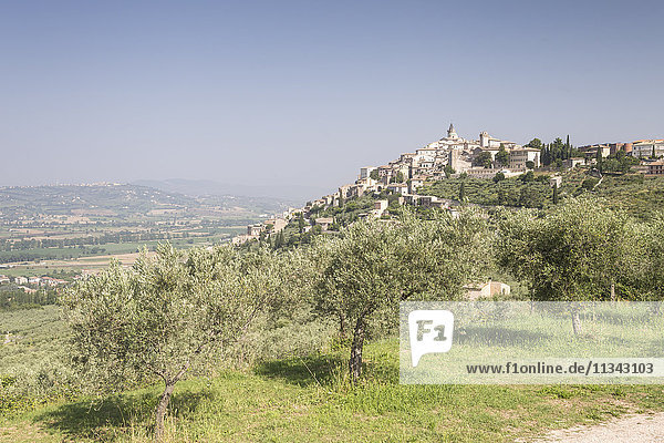 Olive grove near to Trevi in the Val di Spoleto  Umbria  Italy  Europe