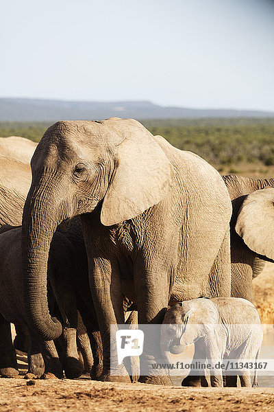 Afrikanische Elefantenherde (Loxodonta Africana)  Addo Elephant National Park  Ostkap  Südafrika  Afrika