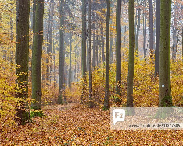 Eselsweg Path in Beech Forest in Autumn  Spessart  Bavaria  Germany.