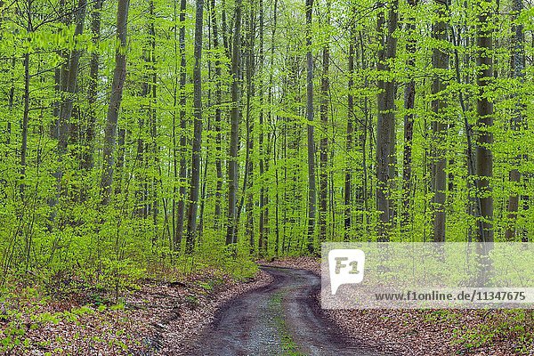 Forest path after rain in spring  Karlstadt  Franconia  Bavaria  Germany.