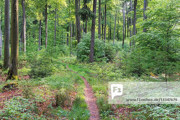 Forest path in spring  Eselsweg  Weibersbrunn  Spessart  Bavaria  Germany.