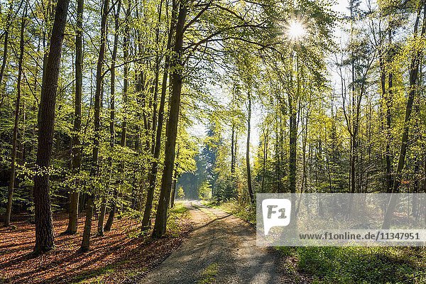 Forest path in spring with sun  Vielbrunn  Michelstadt  Odenwald  Hesse  Germany.