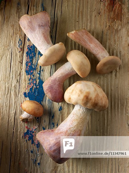 Fresh picked wiild organic Pied Bleu Mushrooms (Clitocybe nuda)  blewitt or Blue Foot mushrooms.