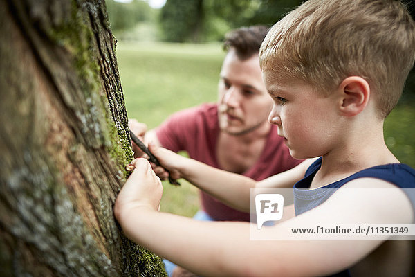 Vater und Sohn untersuchen einen Baumstamm
