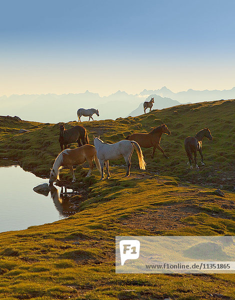 Pferde auf der Feldringalm  Stubaier Alpen  Tirol  Österreich  Europa