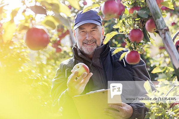 Portrait lächelnder Bauer mit Klemmbrett zur Inspektion roter Äpfel im sonnigen Obstgarten